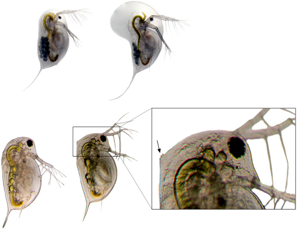 Daphnia longicephala (oben) vergrößert in Anwesenheit ihrer Fressfeinde den Kopf (oben rechts)