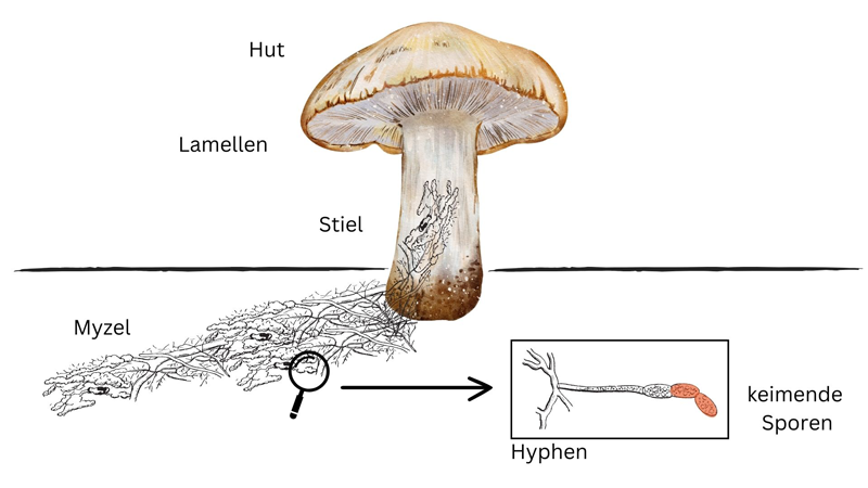 Pilze und ihre Rolle im Ökosystem